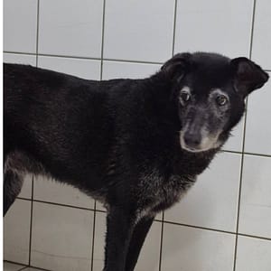 【待認養】混種犬 狗 (女生) - 新北市八里區公立動物之家