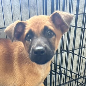 【待認養】混種犬 狗 (男生) - 澎湖縣流浪動物收容中心