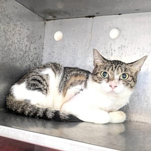 【待認養】混種貓 貓 (女生) - 新竹縣動物保護教育園區