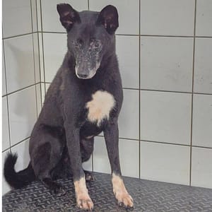 【待認養】混種犬 狗 (男生) - 新北市八里區公立動物之家