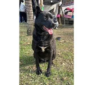 【待認養】混種犬 狗 (男生) - 新北市新店區公立動物之家