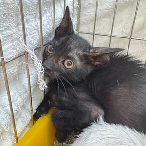 【待認養】混種貓 貓 (女生) - 新北市八里區公立動物之家