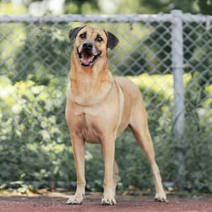 【待認養】混種犬 狗 (男生) - 新北市板橋區公立動物之家