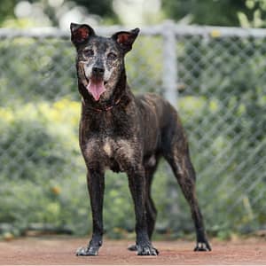 【待認養】混種犬 狗 (男生) - 新北市板橋區公立動物之家