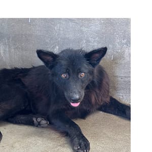 【待認養】混種犬 狗 (男生) - 澎湖縣流浪動物收容中心