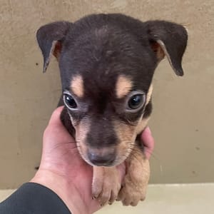 【待認養】混種犬 狗 (男生) - 嘉義市動物保護教育園區