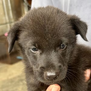 【待認養】混種犬 狗 (男生) - 澎湖縣流浪動物收容中心