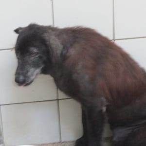 【待認養】混種犬 狗 (女生) - 高雄市壽山動物保護教育園區