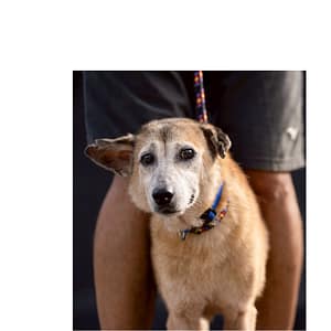 【待認養】混種犬 狗 (女生) - 新北市中和區公立動物之家