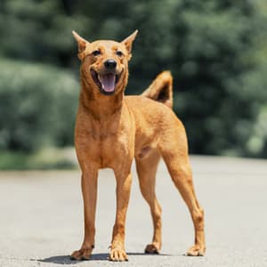 【待認養】混種犬 狗 (男生) - 新北市中和區公立動物之家