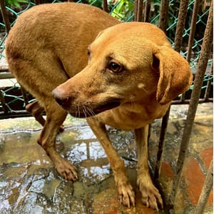 【待認養】混種犬 狗 (女生) - 雲林縣流浪動物收容所
