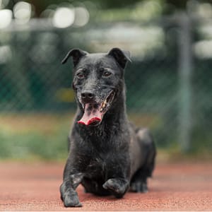 【待認養】混種犬 狗 (女生) - 新北市板橋區公立動物之家