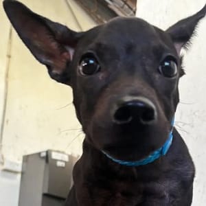 【待認養】混種犬 狗 (女生) - 新北市五股區公立動物之家