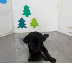 【待認養】混種犬 狗 (女生) - 高雄市燕巢動物保護關愛園區