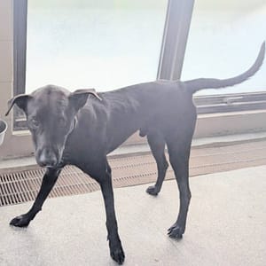 【待認養】混種犬 狗 (男生) - 高雄市燕巢動物保護關愛園區