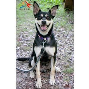 【待認養】混種犬 狗 (男生) - 臺中市動物之家后里園區