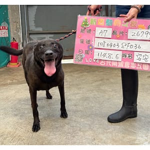 【待認養】混種犬 狗 (女生) - 新北市新店區公立動物之家