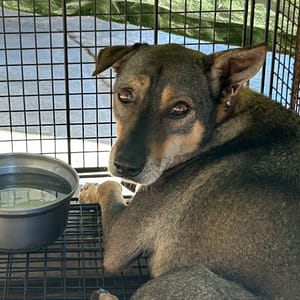 【待認養】混種犬 狗 (男生) - 澎湖縣流浪動物收容中心