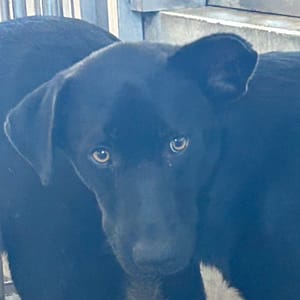 【待認養】混種犬 狗 (男生) - 澎湖縣流浪動物收容中心