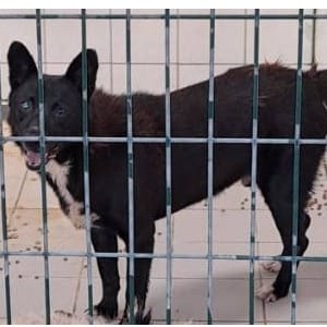 【待認養】混種犬 狗 (女生) - 連江縣動物之家