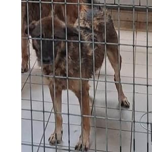 【待認養】 狗 (女生) - 連江縣動物之家