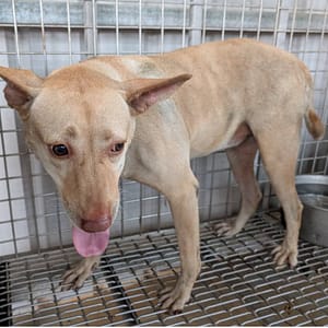 【待認養】混種犬 狗 (女生) - 高雄市燕巢動物保護關愛園區