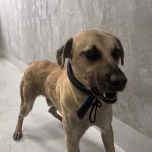 【待認養】混種犬 狗 (男生) - 基隆市寵物銀行