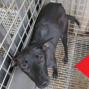 【待認養】混種犬 狗 (女生) - 高雄市燕巢動物保護關愛園區