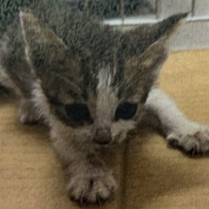 【待認養】混種貓 貓 (女生) - 新北市新店區公立動物之家