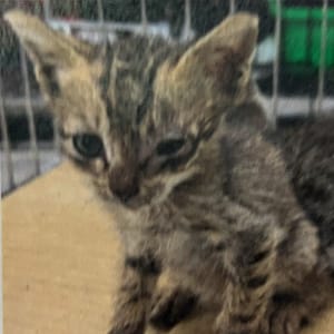 【待認養】混種貓 貓 (男生) - 新北市新店區公立動物之家