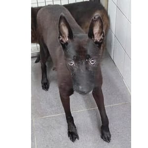 【待認養】混種犬 狗 (男生) - 新北市中和區公立動物之家