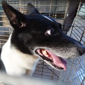 【待認養】混種犬 狗 (男生) - 臺南市動物之家灣裡站