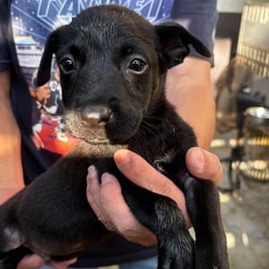 【待認養】混種犬 狗 (男生) - 新北市五股區公立動物之家