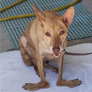 【待認養】混種犬 狗 (女生) - 新北市中和區公立動物之家