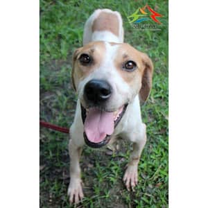 【待認養】混種犬 狗 (女生) - 臺中市動物之家后里園區