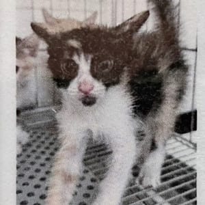 【待認養】混種貓 貓 (女生) - 新北市新店區公立動物之家