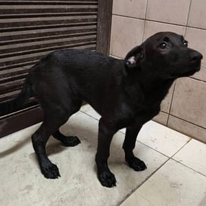【待認養】混種犬 狗 (女生) - 高雄市燕巢動物保護關愛園區