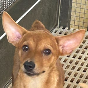 【待認養】混種犬 狗 (女生) - 澎湖縣流浪動物收容中心