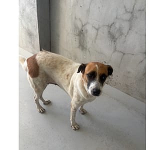 【待認養】混種犬 狗 (女生) - 基隆市寵物銀行