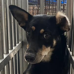 【待認養】混種犬 狗 (女生) - 澎湖縣流浪動物收容中心