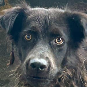 【待認養】混種犬 狗 (男生) - 澎湖縣流浪動物收容中心