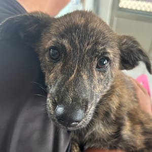 【待認養】混種犬 狗 (女生) - 澎湖縣流浪動物收容中心