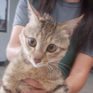 【待認養】混種貓 貓 (男生) - 南投縣公立動物收容所