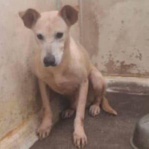 【待認養】混種犬 狗 (男生) - 臺北市動物之家