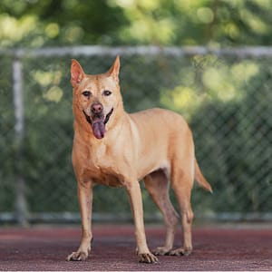 【待認養】混種犬 狗 (女生) - 新北市板橋區公立動物之家