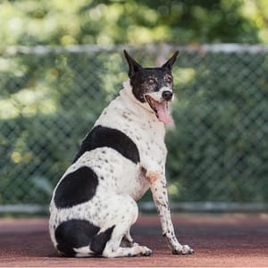 【待認養】混種犬 狗 (男生) - 新北市板橋區公立動物之家