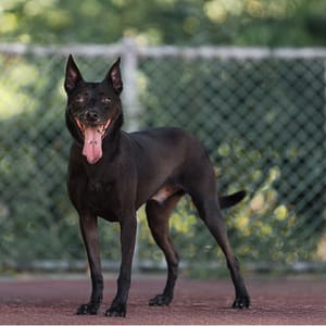 【待認養】混種犬 狗 (男生) - 新北市板橋區公立動物之家