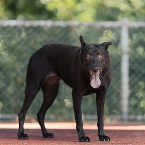 【待認養】混種犬 狗 (女生) - 新北市板橋區公立動物之家