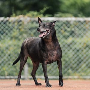 【待認養】混種犬 狗 (男生) - 新北市板橋區公立動物之家