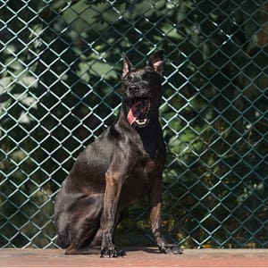 【待認養】混種犬 狗 (女生) - 新北市板橋區公立動物之家